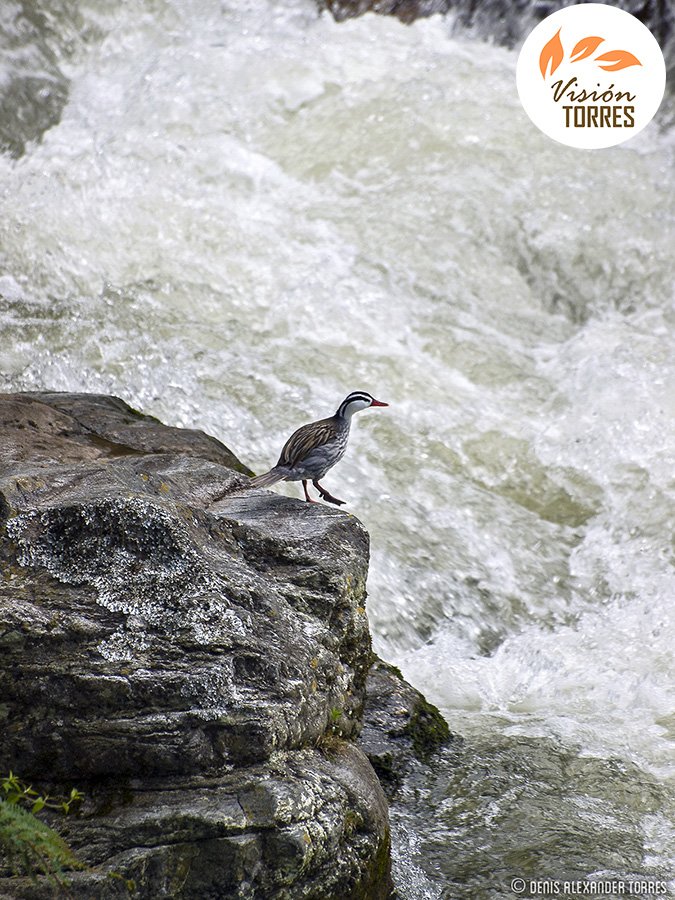 visiontorres2's tweet photo. Pato de torrentes en su hábitat natural de la Sierra de Santo Domingo. Mérida, Venezuela.
#visiontorres #birdsofvenezuela #merganetta #andes #aves #torrentduck #wildlifephohography #merida #patodetorrentes https://t.co/239jKDWtKD