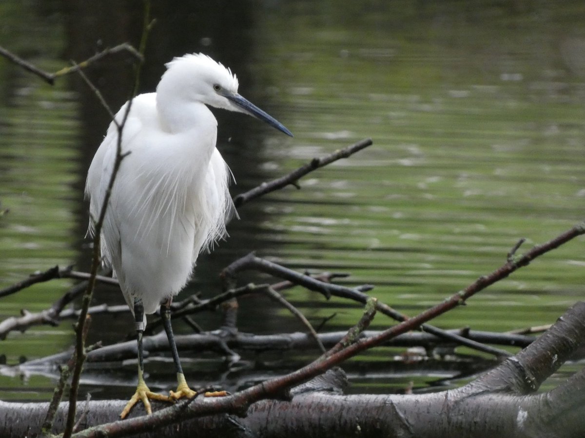 Found a Little Egret with coloured rings at Holywells Park, Ipswich. On 6th Jan 2021. I sent the details to @_BTO 
I received an email which this bird was ringed by B E Trevis as age nestling, sex unknown on 09-Jun-2014 07:00:00 at Verulamium, St Albans, Hertfordshire, UK