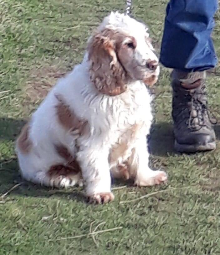 PLS if you are the van driver who took Daisy from #Hollingbourne 18/1/21 let us have her back.She has been our pride and joy through #lockdown.We rescued her as an ex-breeding bitch.She can be of no value to you. We are in our 80s. Please have a heart.🚨#SpanielHour