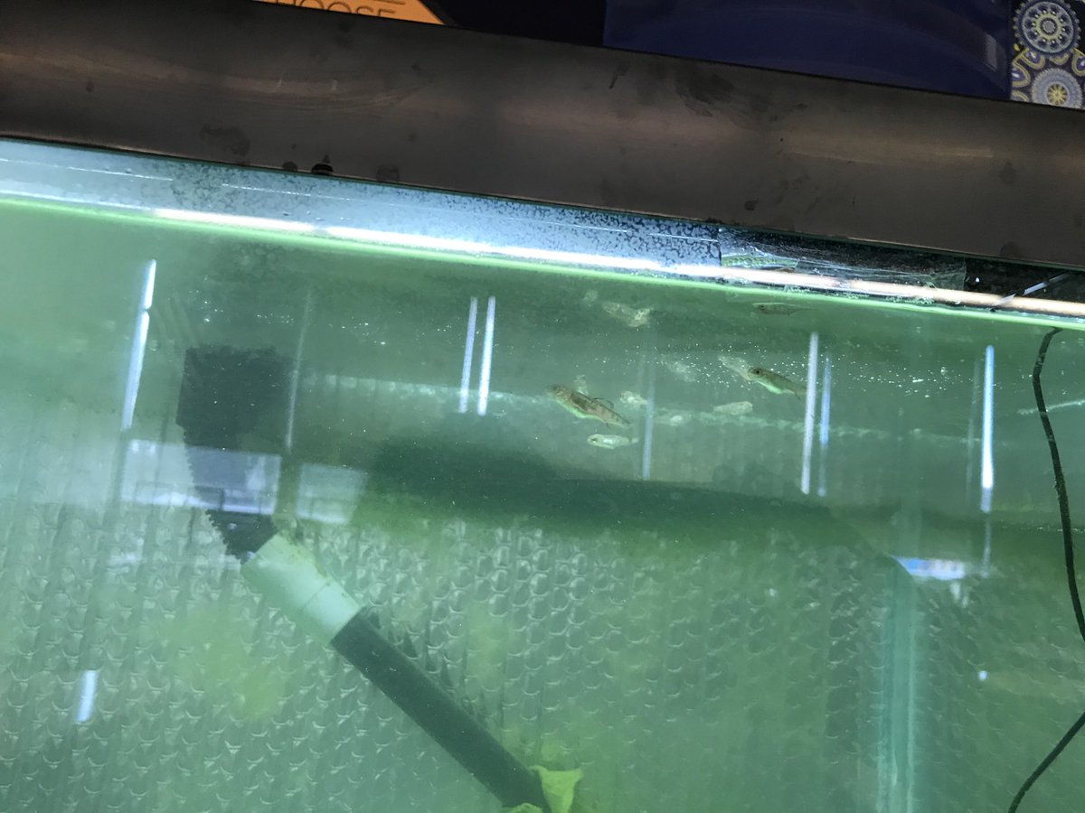 PegMaute's tweet photo. Our Mt. View babies swimming away 🐟 ⁦@melandyk⁩ ⁦@ZywickiR⁩ ⁦@Deb58201864⁩ ⁦@MtView07836⁩ ⁦@MountOliveTSD⁩ ⁦@JOlsyn1109⁩ https://t.co/sGFVrhiA1Q