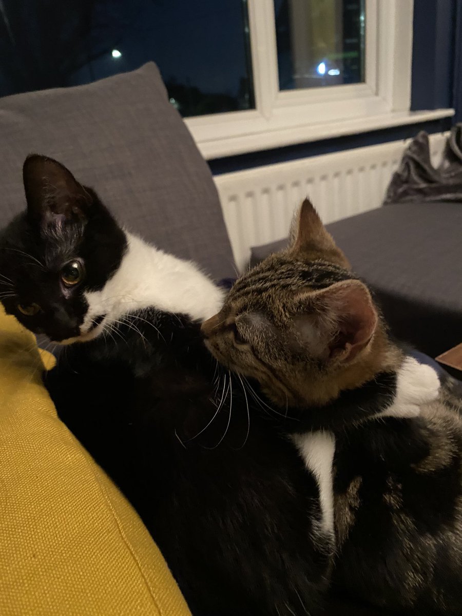 Alliearem's tweet photo. We have cats now. And I love them. #AdoptDontShop #kittens #cats https://t.co/YPLbjvCgRa