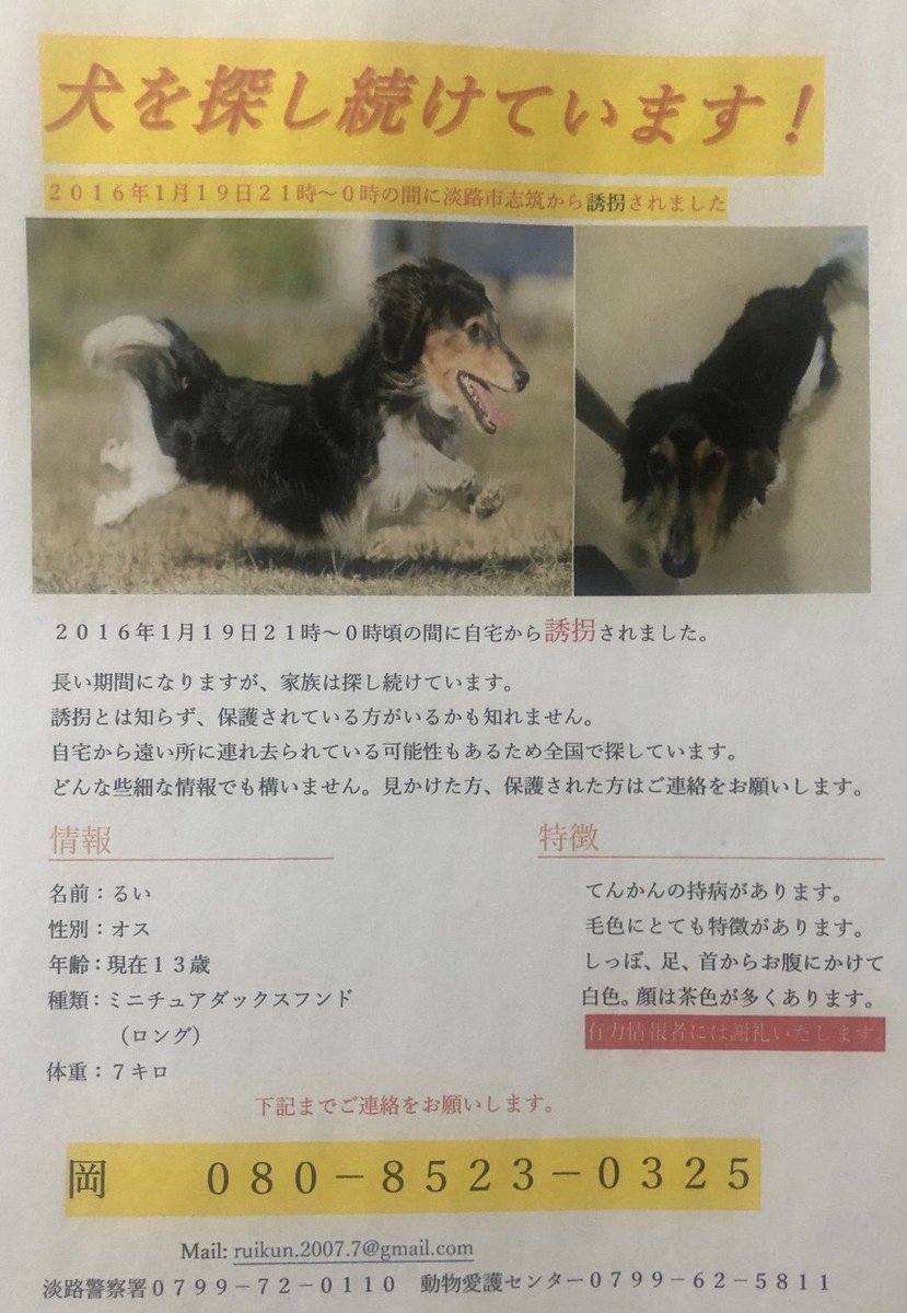 るい【ミニチュアダックスフンド】探し中 tweet media