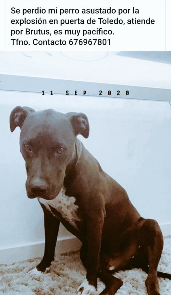 ajrg1802's tweet image. Por favor compartir, perdido en la explosion de la calle toledo #brutus #ULTIMAHORA #lalatina #Madrid #madridexplosion #explosionmadrid
