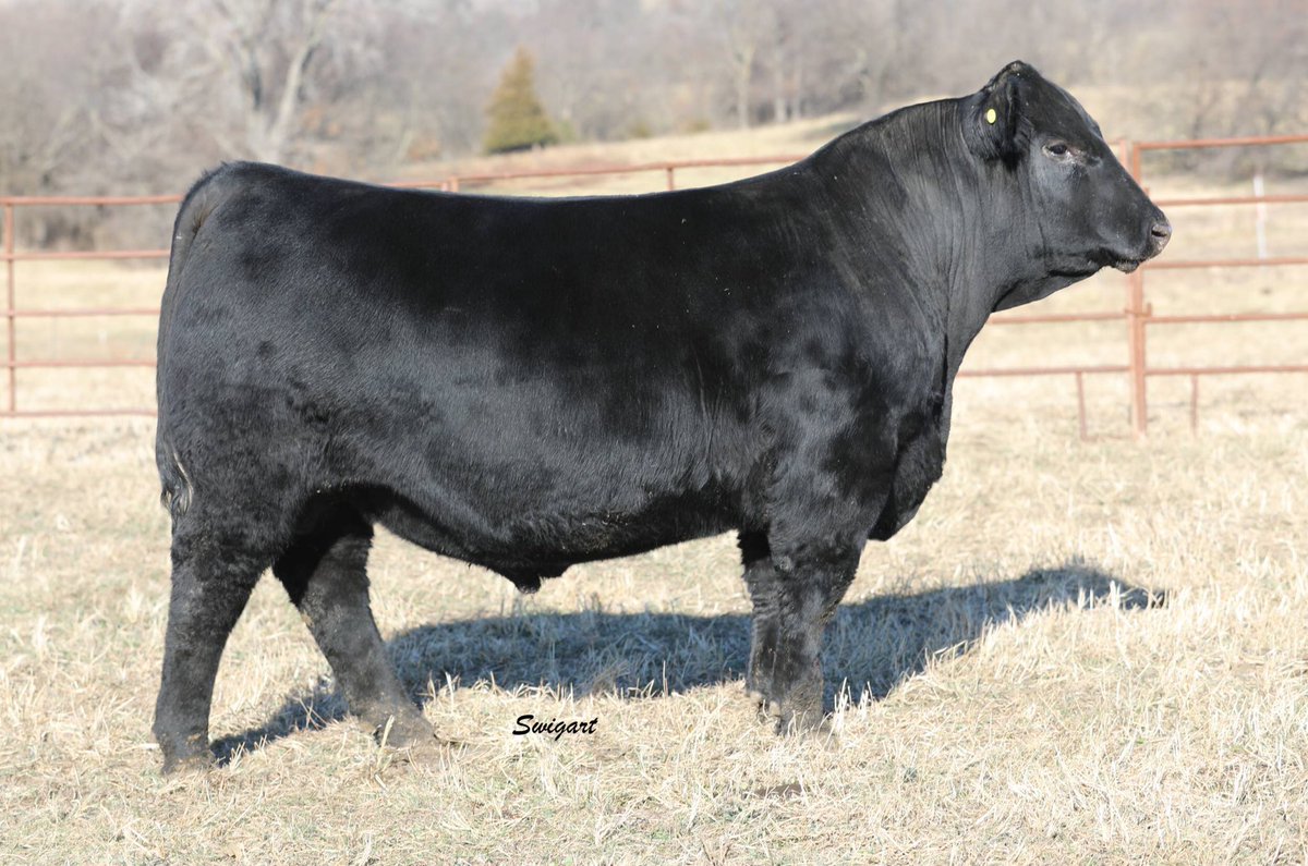 Byergo Blackbeard 9487
Lot 7 Feb 20th 

The Angus breed average for feed efficiency conversion is said to be 6.5 lb to 1lb. Blackbeard converted at a rate of 3.69 to 1. 𝐇𝐞 𝐰𝐚𝐬 𝗼𝐯𝐞𝐫 43% 𝗺𝗼𝐫𝐞 𝐞𝐟𝐟𝐢𝐜𝐞𝐧𝐭 𝐭𝐡𝐚𝐧 𝐚 𝐩𝐞𝐝𝐞𝐬𝐭𝐫𝐢𝐚𝐧 𝐀𝐧𝐠𝐮𝐬 𝐛𝐮𝐥𝐥.
#angus