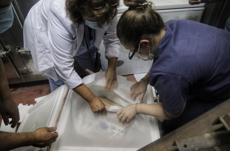 Hospital Regional HIGA MdP tweet media