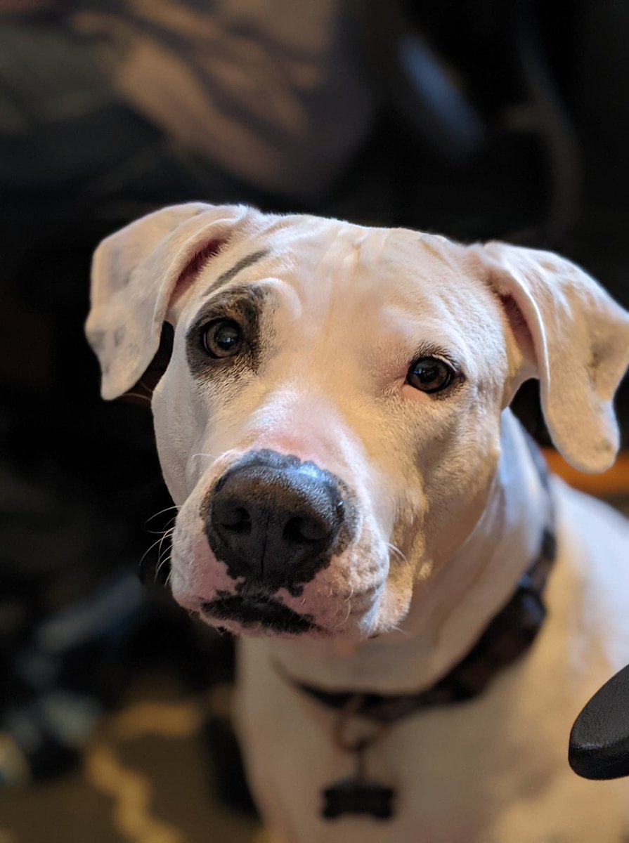 This rescue pooch is watching patiently for a glimpse at <a href="/MajorBiden/">Fake Major Biden</a> during today's inauguration coverage.