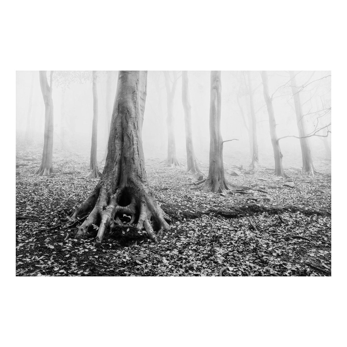 rory_garforth's tweet photo. Early morning start for these images! Local woods, Autumns End. #calderdale #caldervalley #localwoods @Leica_UK @leica_camera #leicam10 #elmarit28mm #landscapephotography #landscape #woodland https://t.co/Mb01M0ywK8