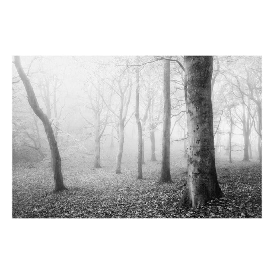 rory_garforth's tweet photo. Early morning start for these images! Local woods, Autumns End. #calderdale #caldervalley #localwoods @Leica_UK @leica_camera #leicam10 #elmarit28mm #landscapephotography #landscape #woodland https://t.co/Mb01M0ywK8