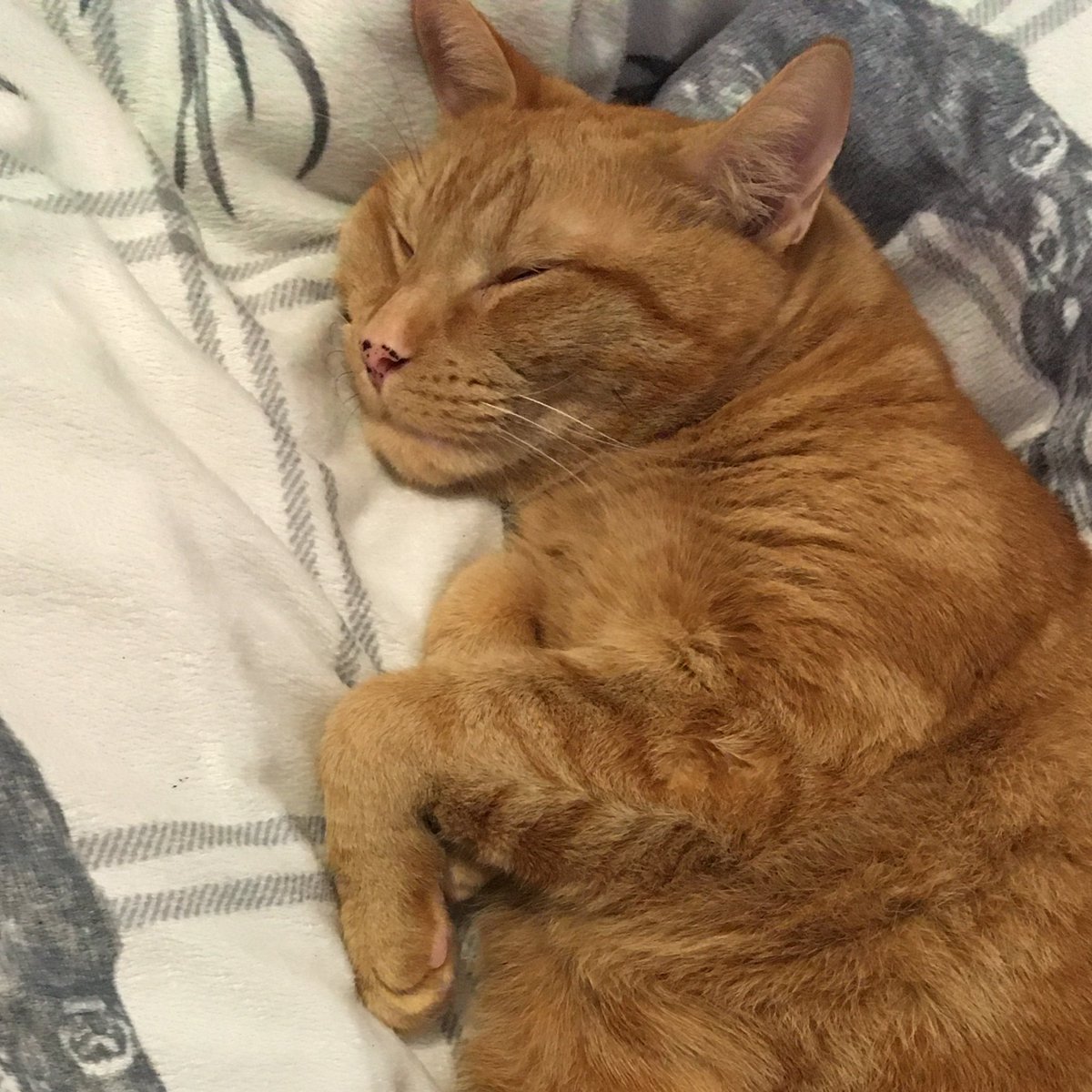 _JarrodPatrick's tweet photo. Would you be able to '#successfully' complete your work if this ball of cuteness was next to you? (I was delivering a #DigiTILS course and it was difficult!)
#WorkFromHome #cats #working
@SimoneYop @Tom_YOP_ @Jess_YOP_ @Jesslucerackham @Rebecca00631516 https://t.co/3KAzjEdara