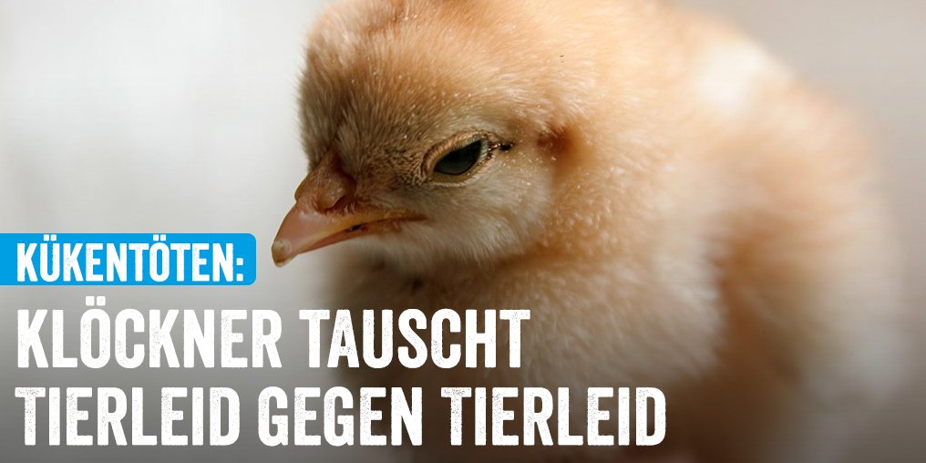 tierschutz_bund's tweet photo. Die Bundesregierung hat heute den Gesetzentwurf zum Ende des Kükentötens beschlossen. Das Verbot ist zwar richtig und längst überfällig – kommt aber viel zu spät und ist vollkommen unzureichend. Warum, erfahrt ihr hier: https://t.co/zIG7xowN5N #Kükentöten https://t.co/MgctfjXsi1