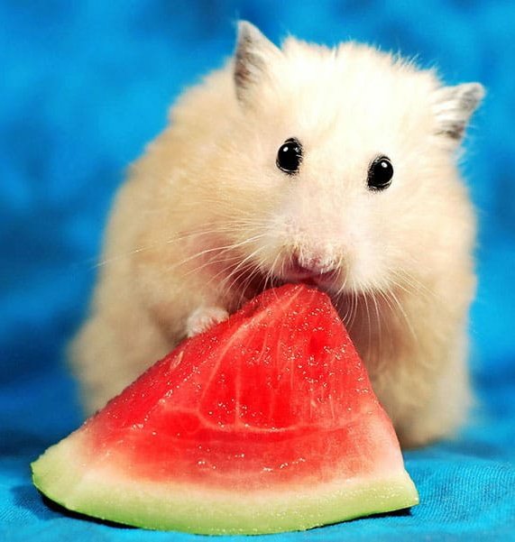 Johnny Depp as hamsters