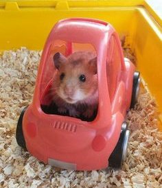 Johnny Depp as hamsters