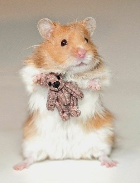 Johnny Depp as hamsters