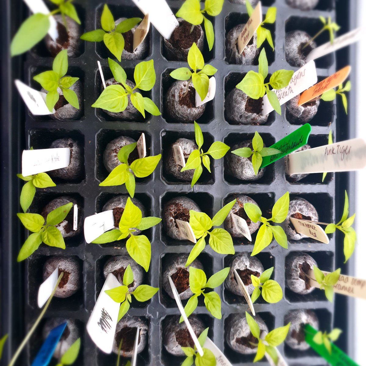 patch_red's tweet photo. So far 178 varieties sown, 102 varieties germinated which means lots of baby plugs at the moment. Were not even half way through planting the seeds as still have the annums to do!
#chilli #chillies🌶 #hotchillies #chillies #redchillies https://t.co/rbevzH1QwS