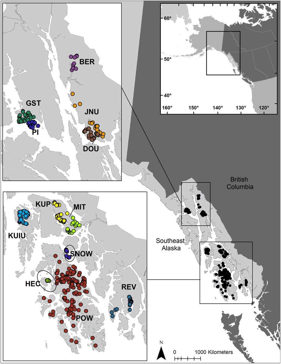 What do wolves eat in the SE Alaska island Archipelago? Lots of cool stuff and spatial variation revealed by DNA metabarcoding of scats collected across a geographic gradient spanning deer, moose, mountain goat systems. Marine mammals dominant food in one year. Guess which? /1