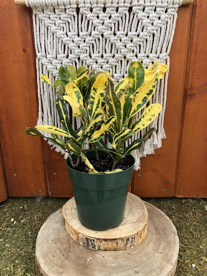 InfoFloral's tweet photo. Bring in a burst of colour to your home!😍 Crotons are the perfect plant with their unique variegated foliage covered in beautiful colours. Did we mention they are 40% OFF?! Visit us or check them out online today! https://t.co/c73EQlBMoX