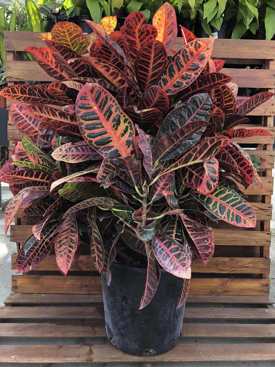 InfoFloral's tweet photo. Bring in a burst of colour to your home!😍 Crotons are the perfect plant with their unique variegated foliage covered in beautiful colours. Did we mention they are 40% OFF?! Visit us or check them out online today! https://t.co/c73EQlBMoX