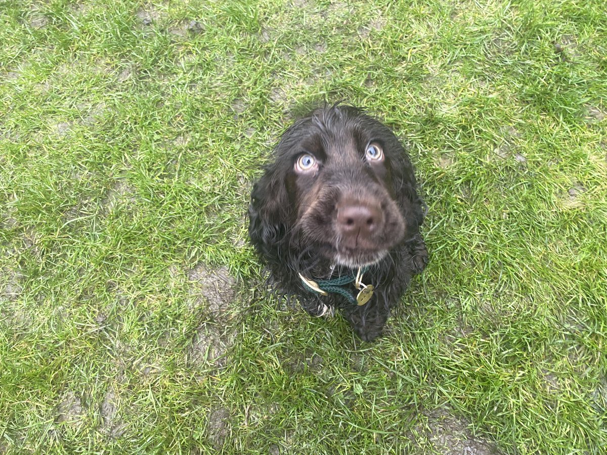 TRDogTraining1's tweet photo. Wet sessions today, poor Margot and Remi both girls did well #trdogtraining #puppytraining #puppiesofinstagram #dogtraining #rewardbasedtraining https://t.co/C2LoSVR5O3