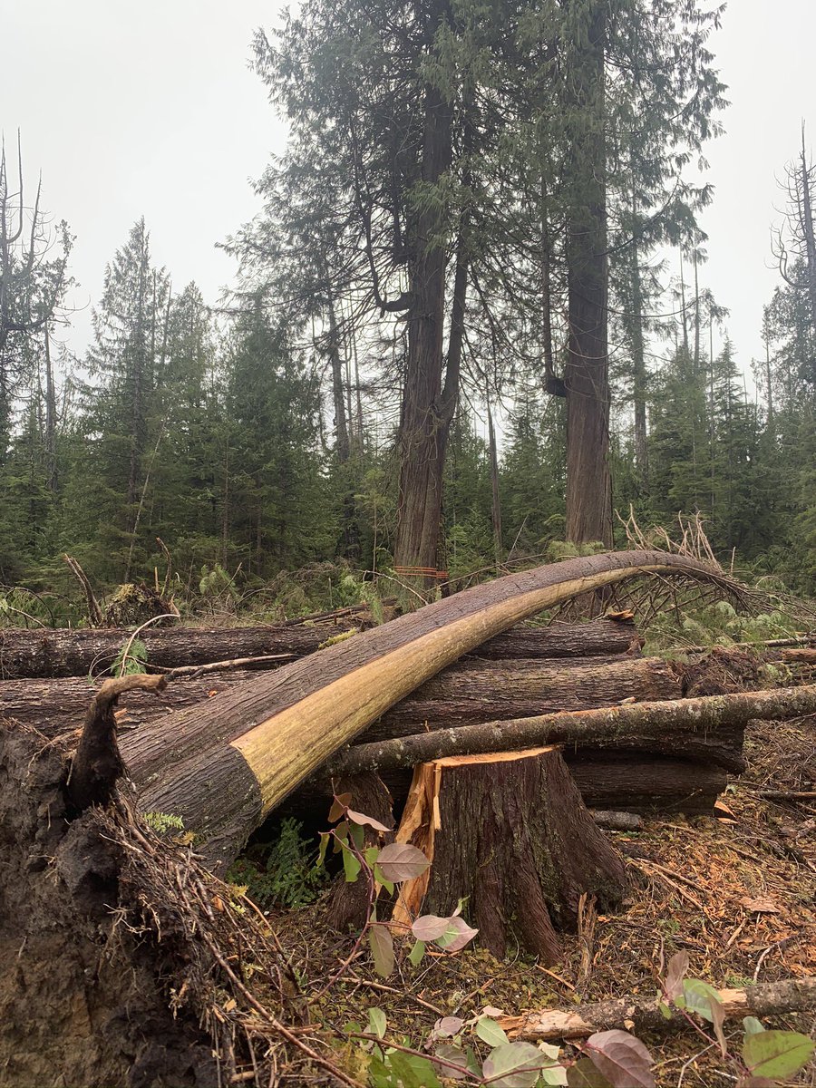  #DouglasTreaty rights and legal precedents are being ignored by the province and WFP is logging across forests regularly used by  #Kwakiutl for cultural & traditional purposes.