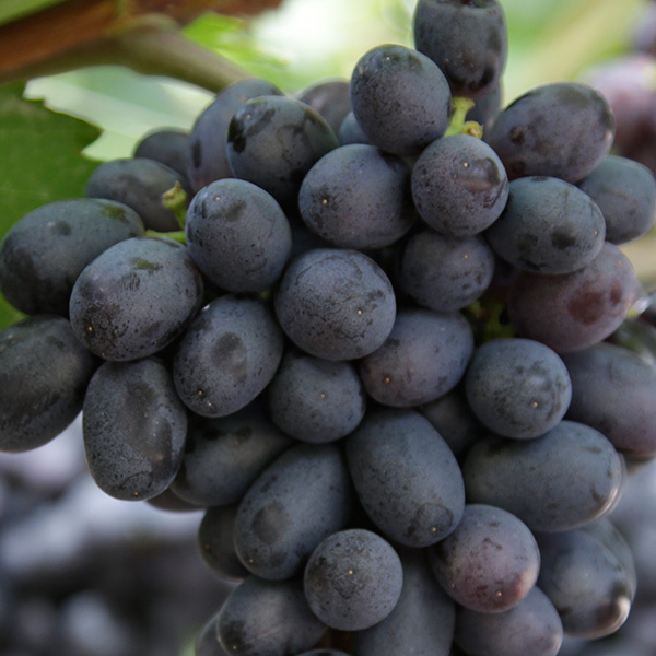 Uvasdoce tweet media