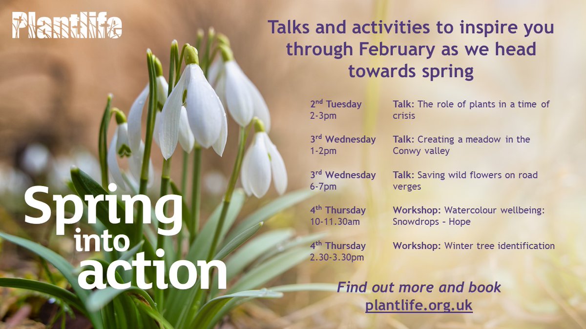 Plantlife (@love_plants) on Twitter photo Booking is now open for Plantlife's #SpringIntoAction programme of uplifting events across February.
Week 1 is CRACKER inc talks on the role of plants in a time of crisis (<a href="/IanPlantlife/">Ian Dunn</a>) #meadows (<a href="/DrTrevorDines/">Trevor the botanist</a>) & #RoadVerges (<a href="/katefpetty/">Kate Petty</a>) Fill yer boots! plantlife.org.uk/uk/discover-wi… Booking is now open for Plantlife's #SpringIntoAction programme of uplifting events across February.
Week 1 is CRACKER inc talks on the role of plants in a time of crisis (<a href="/IanPlantlife/">Ian Dunn</a>) #meadows (<a href="/DrTrevorDines/">Trevor the botanist</a>) & #RoadVerges (<a href="/katefpetty/">Kate Petty</a>) Fill yer boots! plantlife.org.uk/uk/discover-wi…