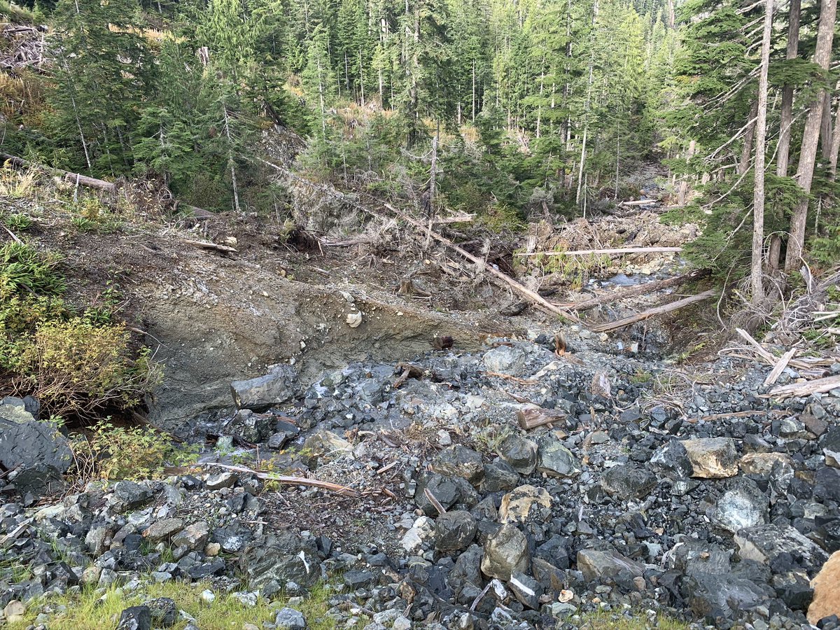 In the headwaters of the most critical  #WildSalmon watersheds WFP & LeMare logging results in landslides where they’re destroying 1,000+ year old  #YellowCedar forests.  #OldGrowth