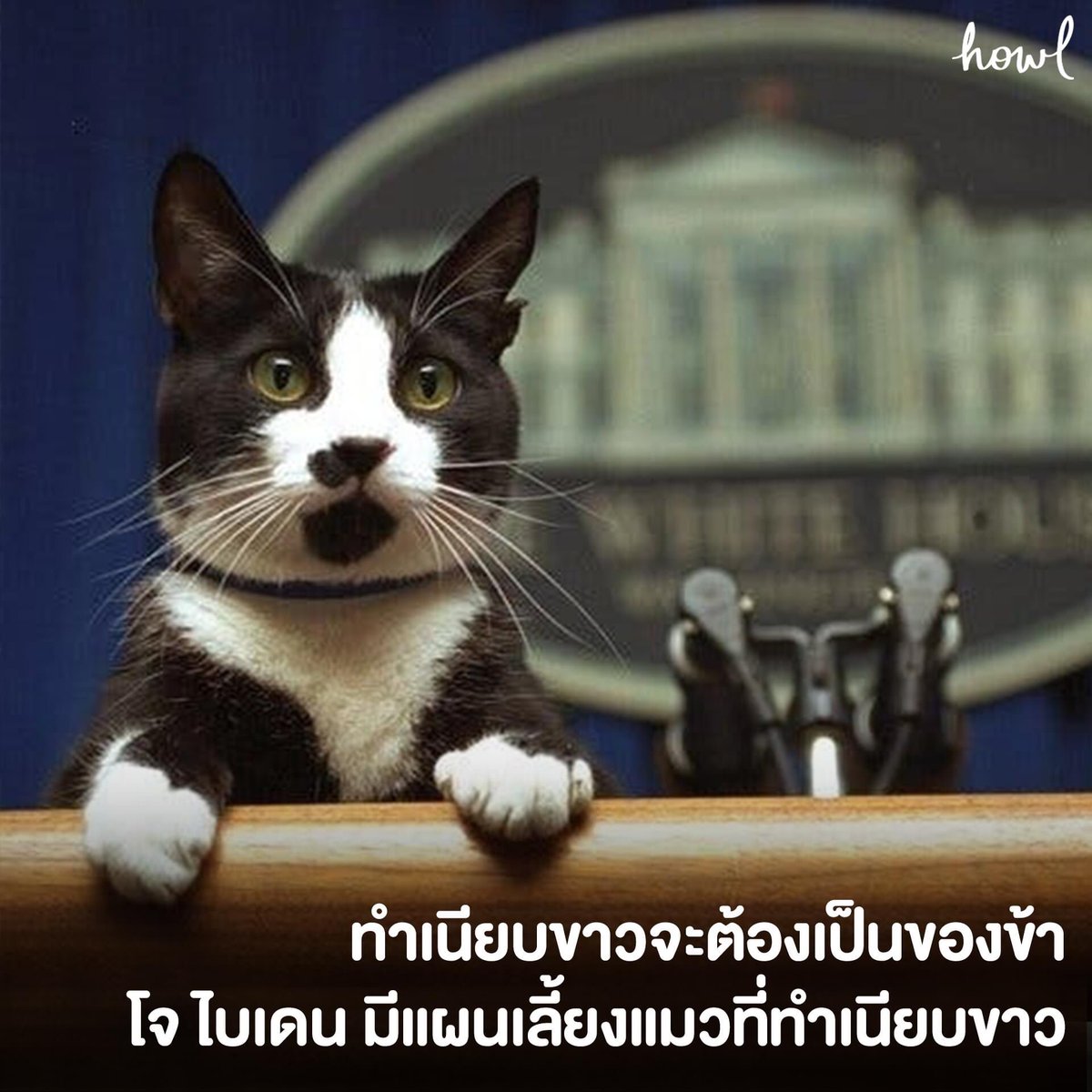 anona_ava's tweet photo. หรือว่าตำแหน่งประธานาธิบดีของ โจ ไบเดน ได้มาเพราะ........🐱 https://t.co/bBYDkmY6f1