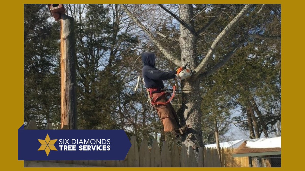 SixdiamondsInc's tweet photo. Pruning your trees in the winter makes it easier to see the shape of the tree, and keep your tree beautiful.
#SixDiamondsTreeServices #TreeRemoval #TreeRemovals #TreeService #TreeCare #TreeRemovalService #TreeRemovalExperts #TreeCutting #TreeWork #TreePruning #TreeCabling #We ... https://t.co/bcRkXyjsx8