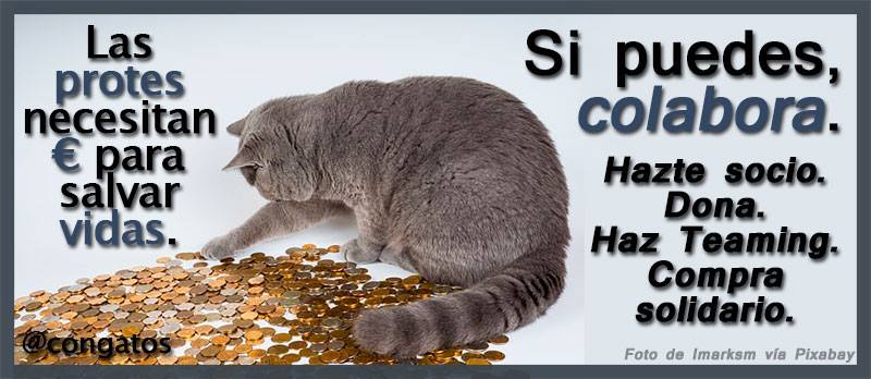 A los que se escandalizan porque las protes piden ayuda económica, ¿acaso conocéis algún #gato o #perro que no coma? Y eso sin hablar de tratamientos veterinarios si están malitos, de abrigo cuando hace frío... Invertir en ellos es invertir en vida. ¿Más empatía, por favor? 🙏