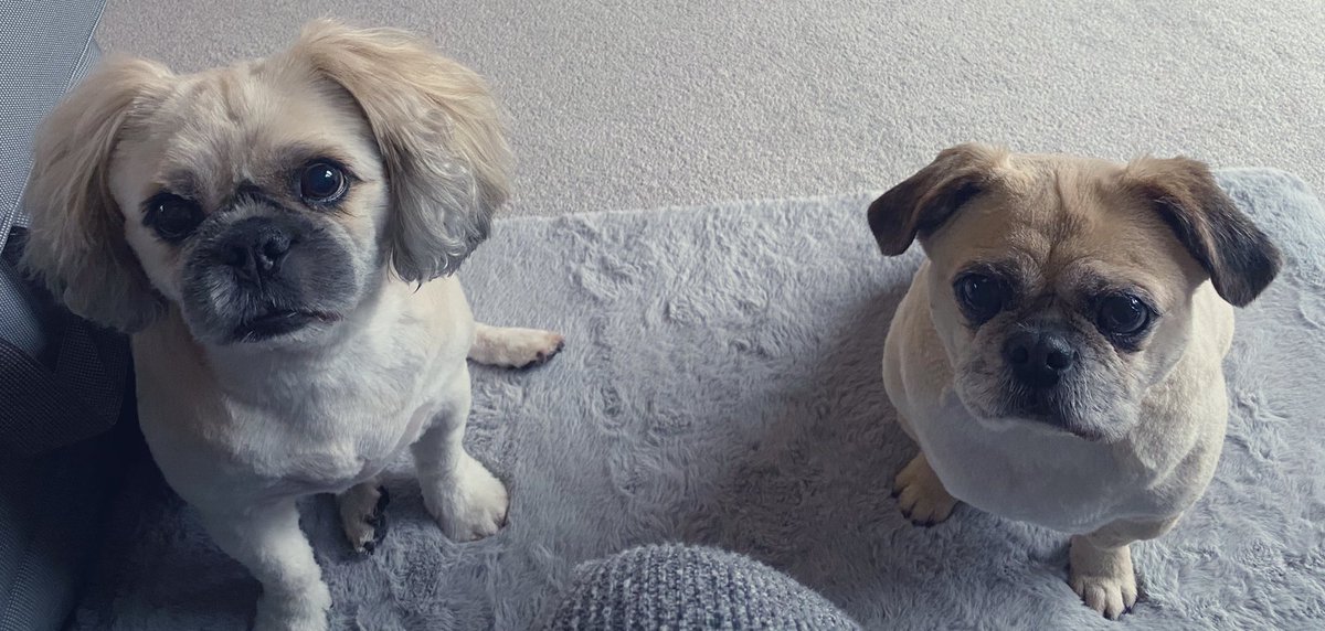 LDixon25's tweet photo. #PowerHour with Toby and Charlie today. Don’t be fooled by the puppy dog eyes 👀 they get lots of treats! #shugs #dogs #brothers https://t.co/vMfs6bxiW2