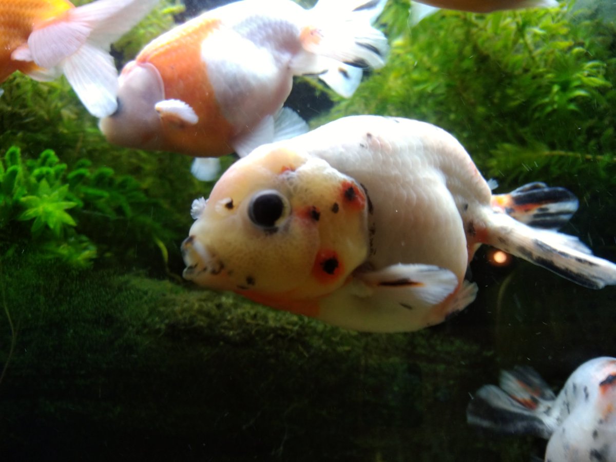 らんちゅう飼育