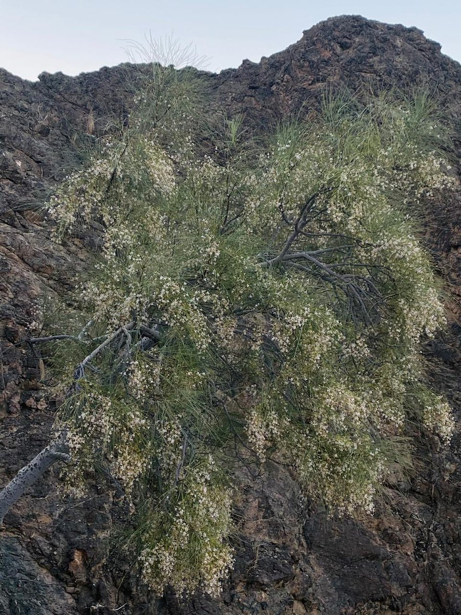 (بيئتنا)..من الاشجار الجميلة..شجرة الشوع !