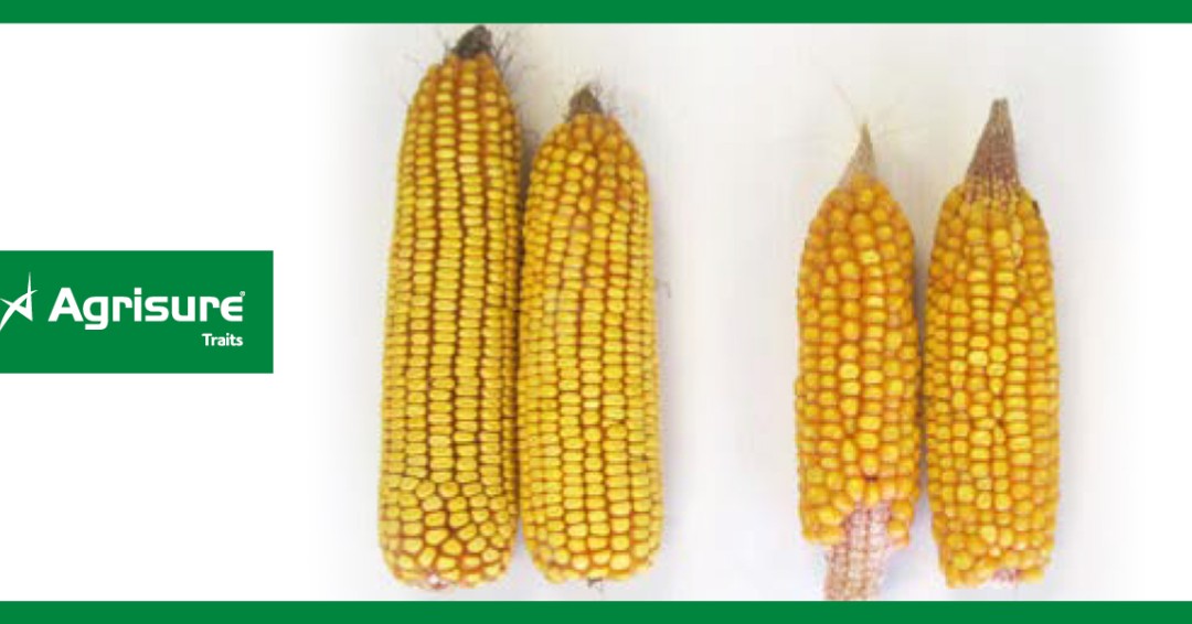 NKSeeds's tweet photo. Bring the Agrisure® Traits portfolio to your operation this year. #DefendYourYields against corn insects and drought-protecting yield potential. Talk to your local NK retailer today. https://t.co/JA9NhYZjNV https://t.co/XAoipZMt9h