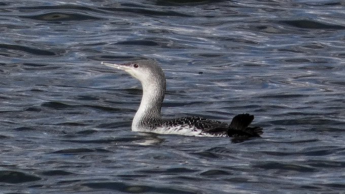 Notable tweets following Biden's swearing in:

<a href="/nytimes/">The New York Times</a> : Biden Sworn in as the 46th President.
<a href="/WSJ/">The Wall Street Journal</a> : Joe Biden is now the nation’s 46th president.
<a href="/BirdCentralPark/">Manhattan Bird Alert</a> : RED-THROATED LOON swimming the Harlem River at East 106th Street now.