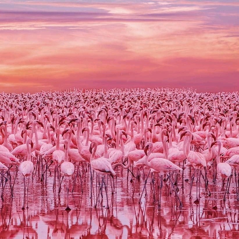 customisetours's tweet photo. Do you know a group of flamingos is called a flamboyance ? #magicalkenya #lakebogoria #photography https://t.co/m0JLQ691bo https://t.co/4qAHGVOsPa