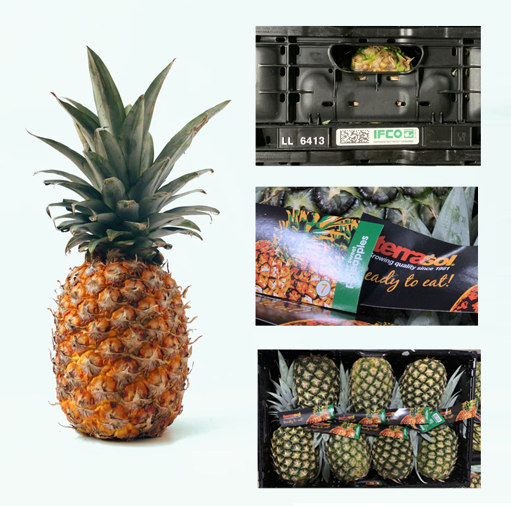 <a href="/SIIM_GroupeOD/">SIIM</a> will now offer its European customers Extra Sweet #Terrasol #pineapples packed in IFCO RPCs directly from the group's production units in #Ecuador. Our partnership with SIIM will improve the preservation, packaging, and transport of these delicious pineapples.