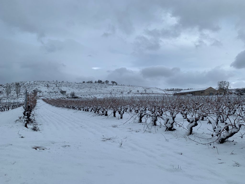 infoagrocom's tweet photo. ¿Cómo afectan las nevadas y las temperaturas extremas a los viñedos? 

👉https://t.co/YdFkvFIZAK

@RamonBilbao https://t.co/RNj5qEhxp8