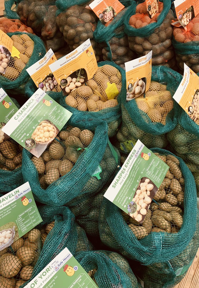 Now in, seed potatoes!! Enjoy the benefits of homegrown this year.

#potatoes #homegrown #vegetables #gardening #garden #growyourown #shoplocal #tenterden #highstreet #kent #supportsmallbusiness