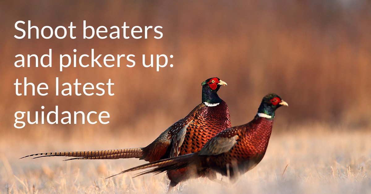 An update for shoots that use beaters and pickers up: right to work, minimum wages and Real Time Information. Read the full briefing here: bit.ly/360gnW9