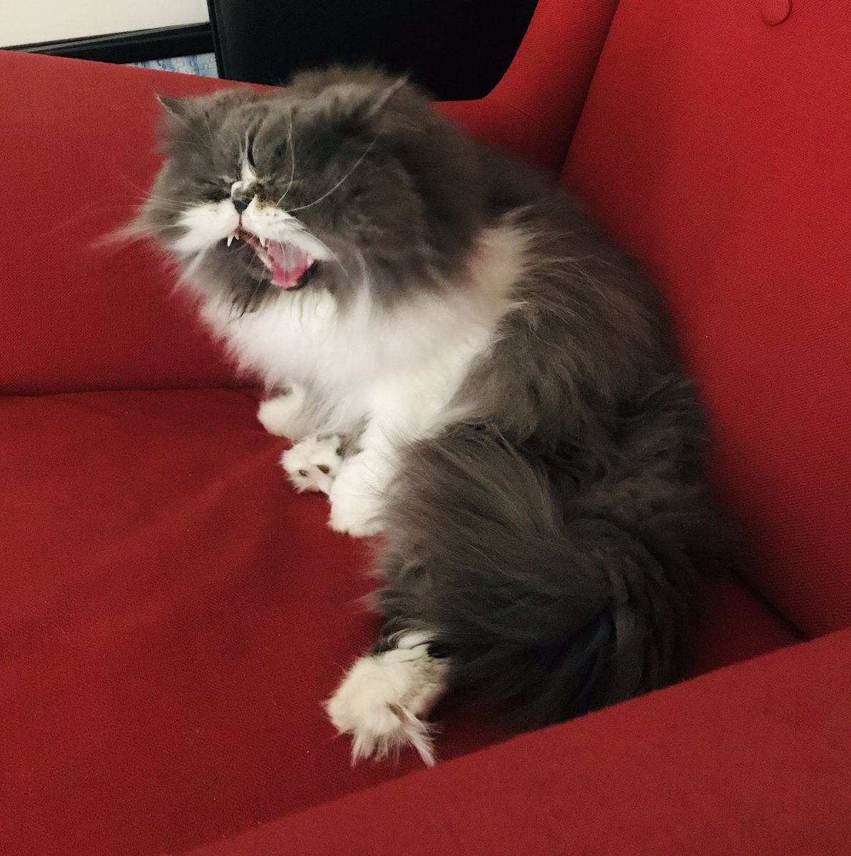 hipster_bear's tweet photo. Mom and dad are watching something called #InaugurationDay I’m pretty bored as I know a cat should be the supreme leader of the world. But I will settle for ruling the house...for now. #CatsOfTwitter #lockdown2021 https://t.co/JFpQRQgWxL