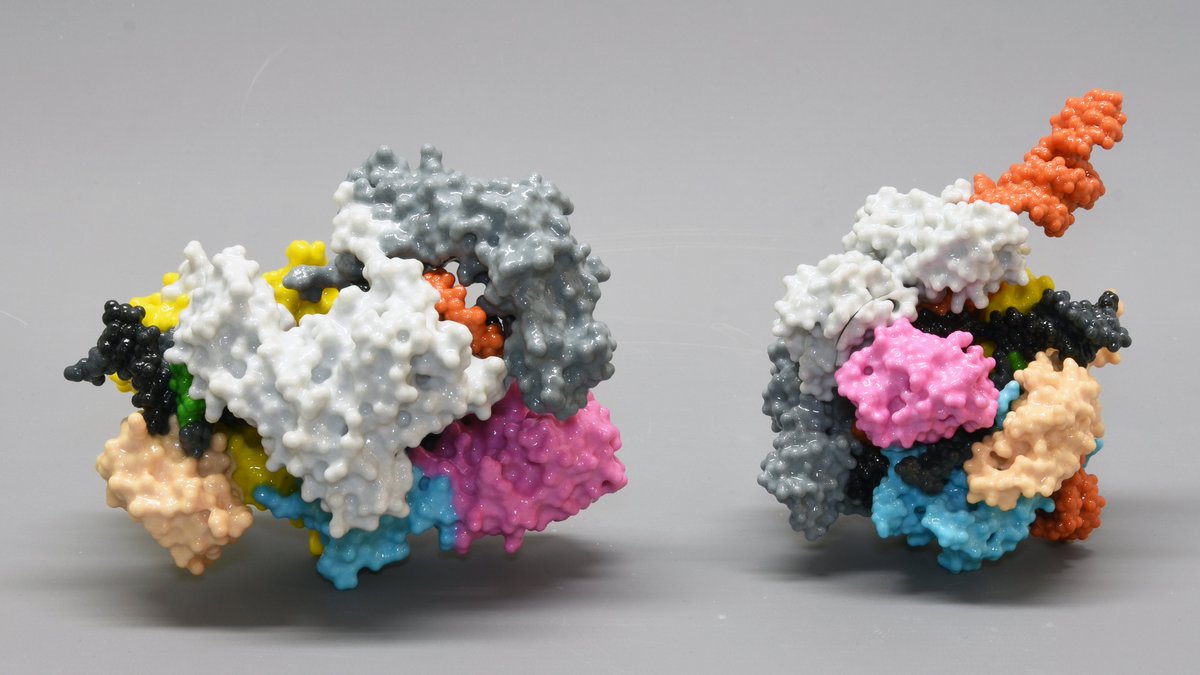 Structures of #CRISPR-CAS9+RNA and CRISPR-Cas12a+RNA. These multicoloured, magnetic take-apart models show how two different #gene-editing complexes bind to a guide #RNA and full-length target #DNA. PDB codes 5XUS and 5F9R. #molecularmodels #ProteinDataBank
