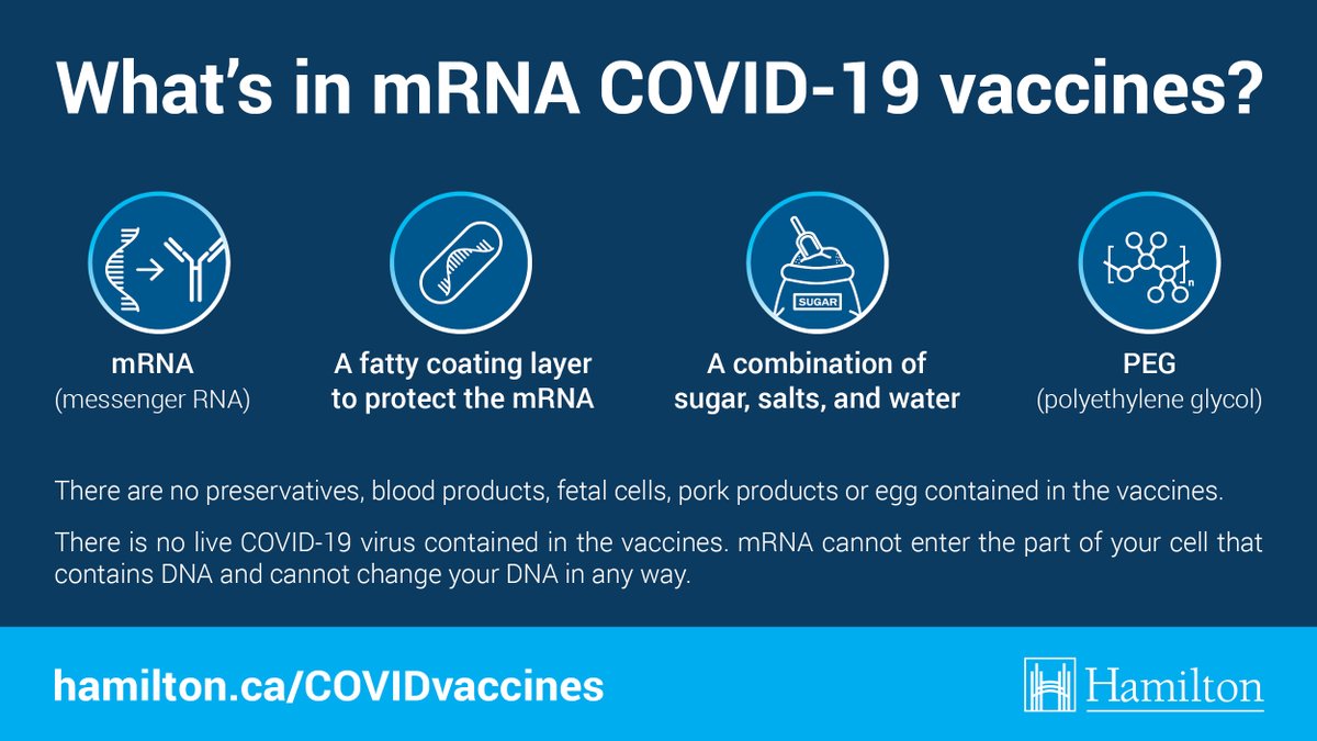 cityofhamilton's tweet photo. Q: What is in mRNA COVID-19 vaccines?

A: Messenger RNA, a fatty coating over the mRNA, sugar, salts, water and polyethylene glycol. There are no preservatives, blood products, fetal cells, pork, egg or live COVID-19 virus in the vaccines. https://t.co/fojQECGDIJ https://t.co/2fjPson0mU