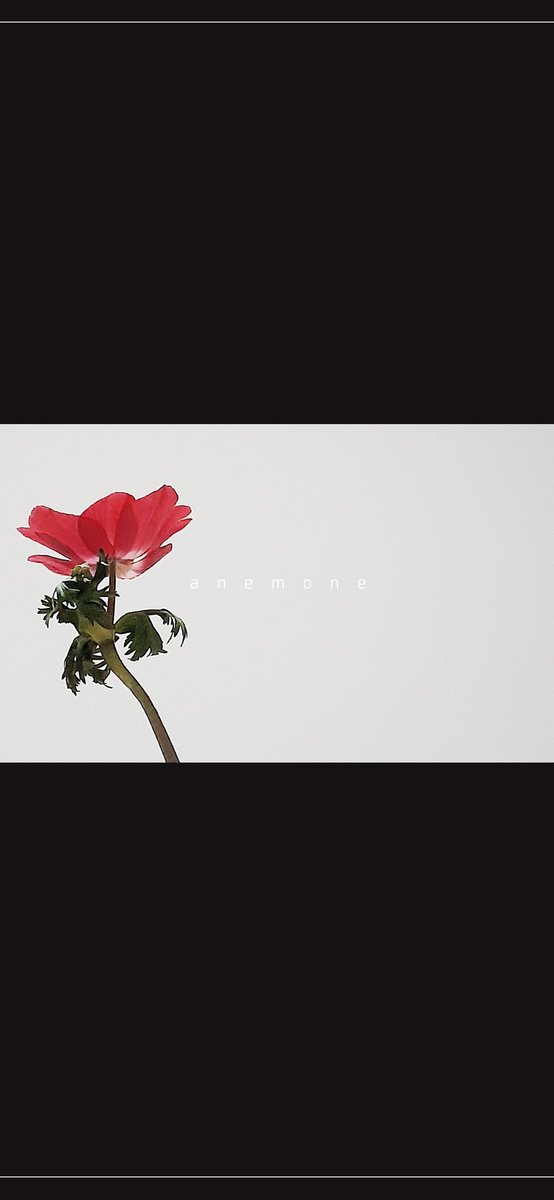Sa Bo Te N ﾐﾛ みんなでアネモネを推してこう壁紙
