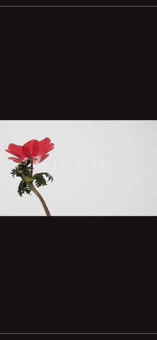 アネモネ 高画質 のtwitterイラスト検索結果 古い順