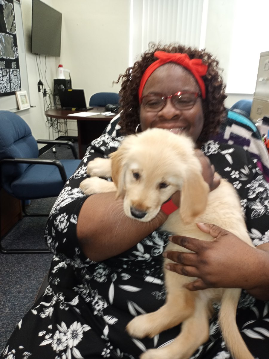 We would like to introduce you to the newest member of our Therapy Dog Order, Lord Alfred Winston “Alfie”. #goldenretriever  #therapydog #knightsonguard <a href="/my_pcs/">Pinellas County Schools</a> #kingofthecastle