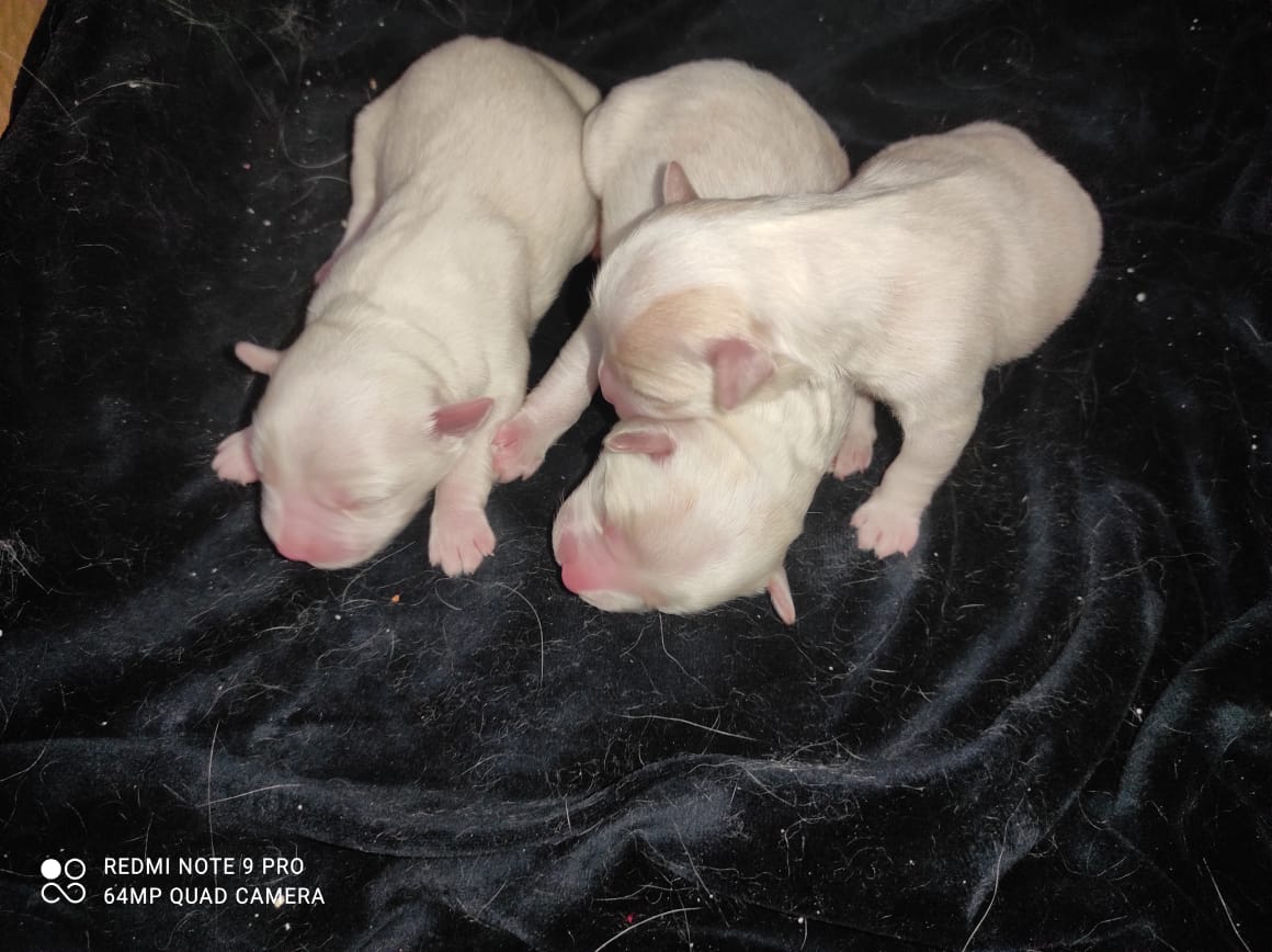fedwiththis's tweet photo. Today I let 3 puppies go away, they left.سلطان used to sleep in my arms, to walk besides me wherever I went, to sleep above his brothers and to wake me up in the middle of the night to sleep on my chest. شحيبرused to be strong, brave and loud. He loved to play with them. https://t.co/D2db8sN57A