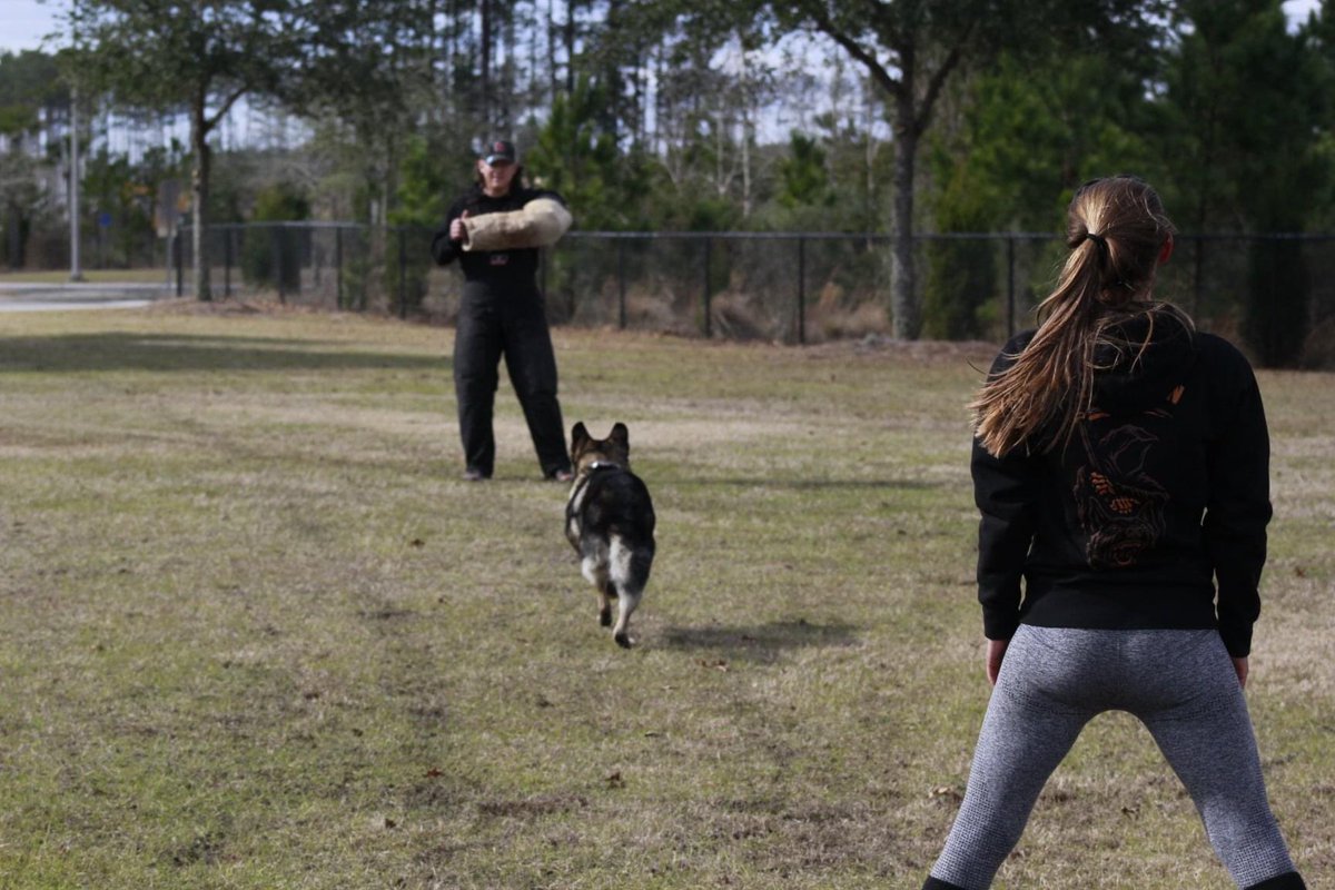 The one who started it all. ❤️#workingdogwednesday #gsd #k9 #goodboy #bestteacher #bettertogether #k9apart