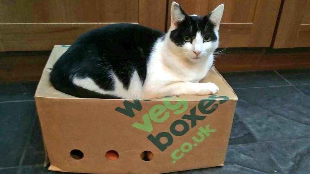 mummalarky's tweet photo. Gotta protect the veg 😂😂 @WonkyVegBoxes #CatsOnBoxes #CatsOfTwitter https://t.co/1Q1iBwy2n6