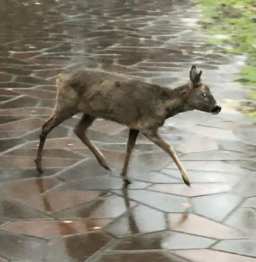 Peter Kortekaas tweet media