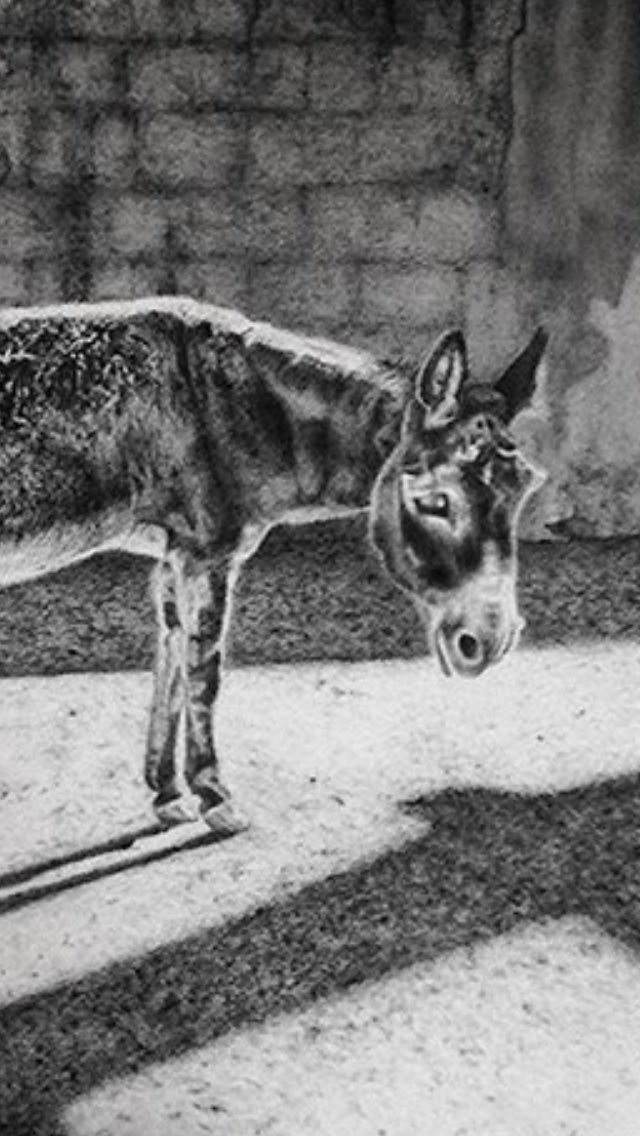 eleekelly's tweet photo. @eleekelly Drawing detail, charcoal. Donkey “Stay or Leave” #animals #art #donkey draw #love #teach https://t.co/FmnxPWOxeZ